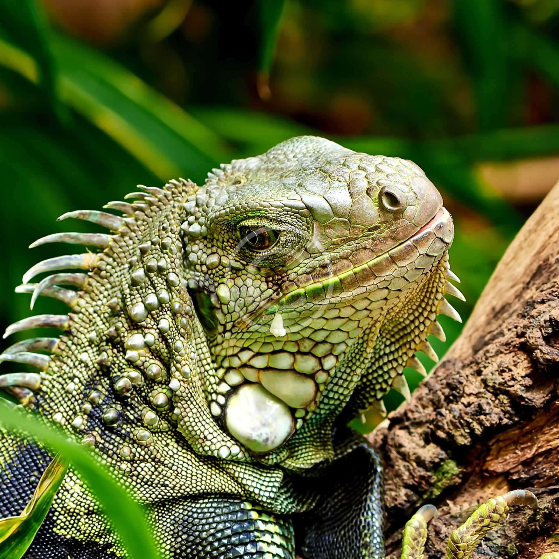 Wildlife